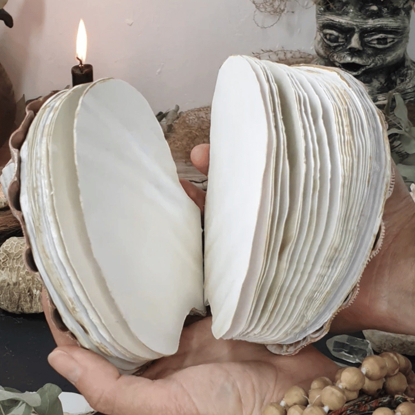 Cute Shells Shaped Daily Notebook